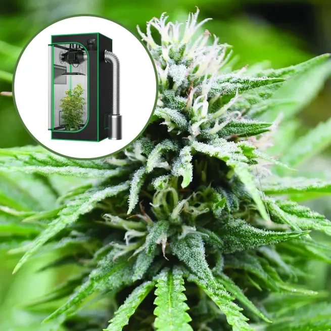 Candyland Auto Platinum Indoor Grow Bundle