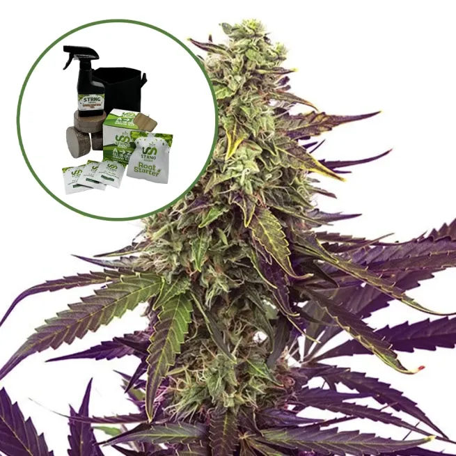 Cereal Milk Auto High Yield Grow Kit