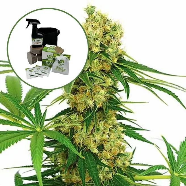Chocolope Auto High Yield Grow Kit