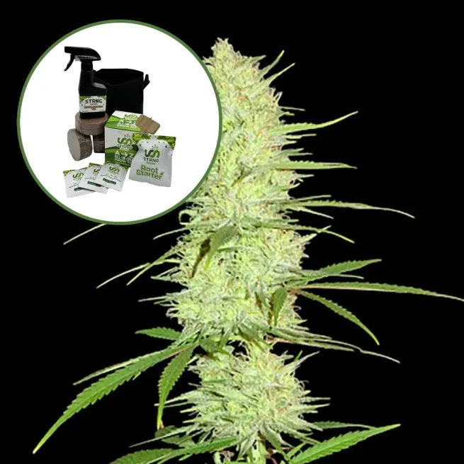 Cinderella 99 Auto High Yield Grow Kit