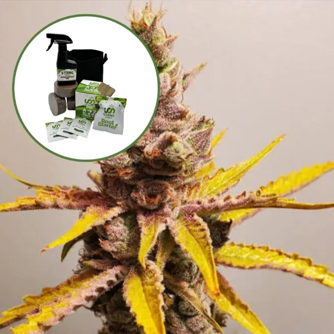 Clementine Auto High Yield Grow Kit