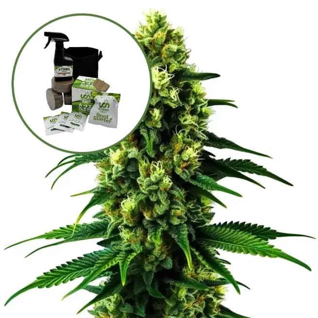 Colombian Gold Auto High Yield Grow Kit