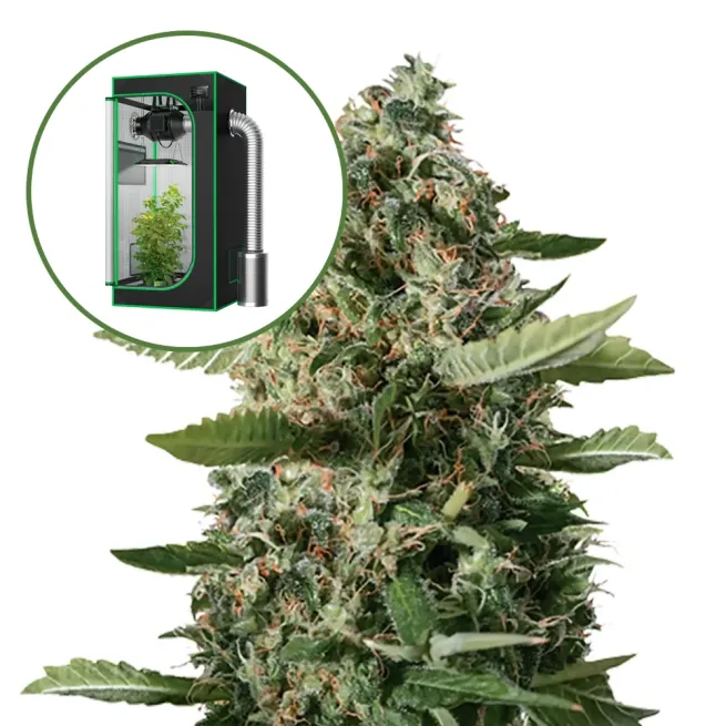 East Coast Sour Diesel Auto Platinum Indoor Grow Bundle