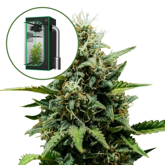 Fat Banana Auto Platinum Indoor Grow Bundle