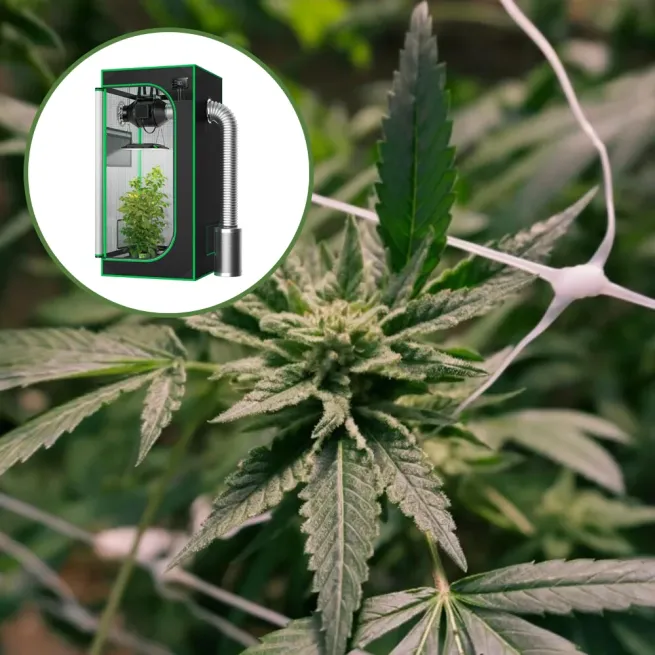 Gelato x Sex Panther Auto Platinum Indoor Grow Bundle