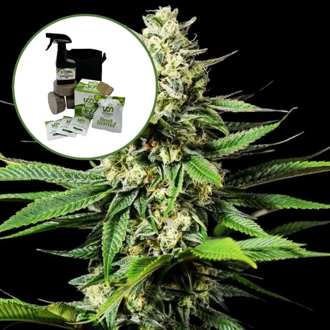 Ghost OG Auto High Yield Grow Kit