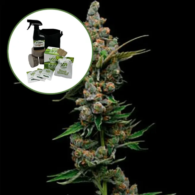 Golden Pineapple Auto High Yield Grow Kit