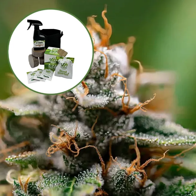 Gorilla Glue x Skywalker OG Auto High Yield Grow Kit