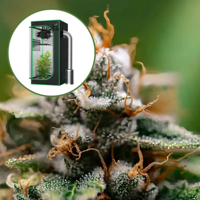 Gorilla Glue x Skywalker OG Auto Platinum Indoor Grow Bundle