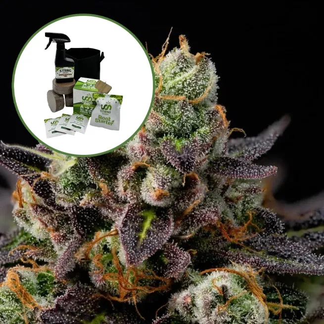 Granddaddy Purple Auto High Yield Grow Kit