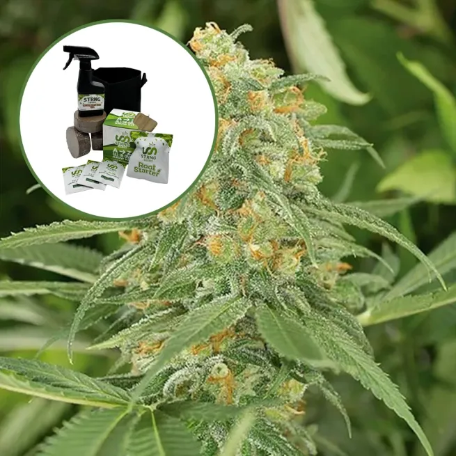 Green Crack Auto High Yield Grow Kit