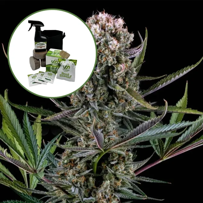 Italian Ice Auto High Yield Grow Kit