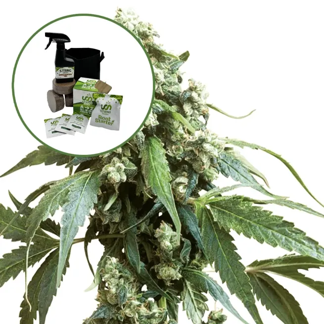 Jack Flash Auto High Yield Grow Kit