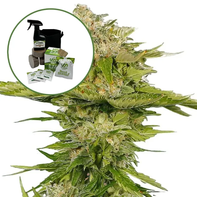 Kandy Kush Auto High Yield Grow Kit