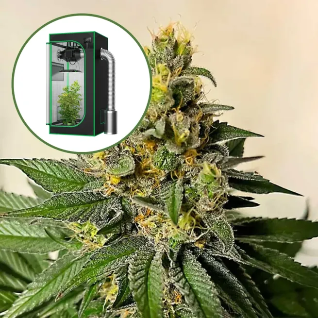 Legend OG Auto Platinum Indoor Grow Bundle