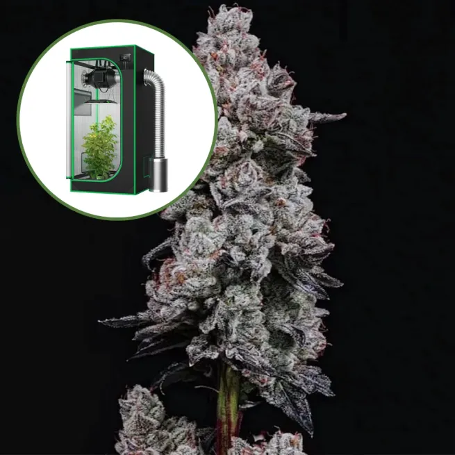 Lemon Cherry Gelato (THCA) Auto Platinum Indoor Grow Bundle