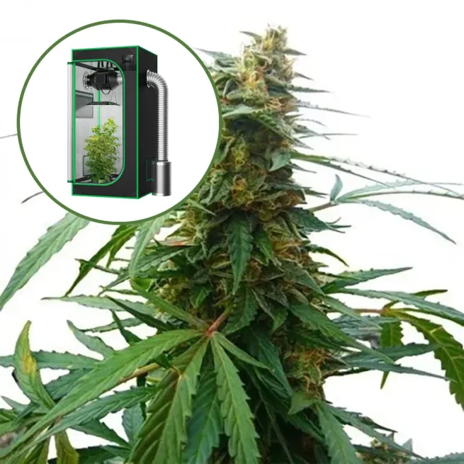 Mandarine 47 Auto Platinum Indoor Grow Bundle