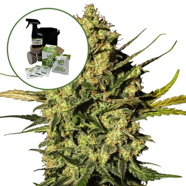 Master OG Auto High Yield Grow Kit