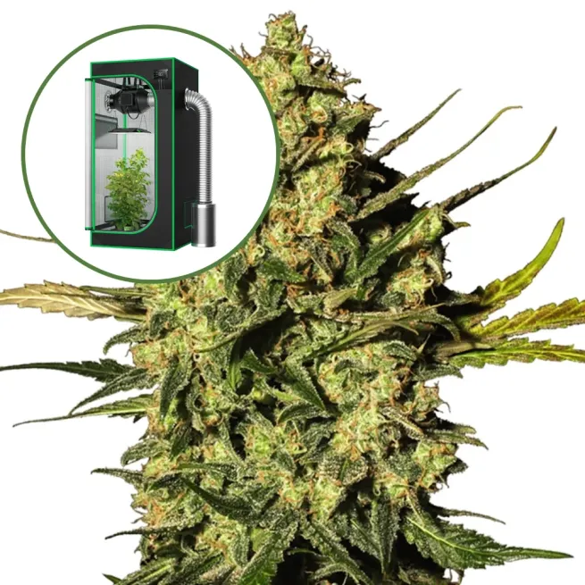 Master OG Auto Platinum Indoor Grow Bundle