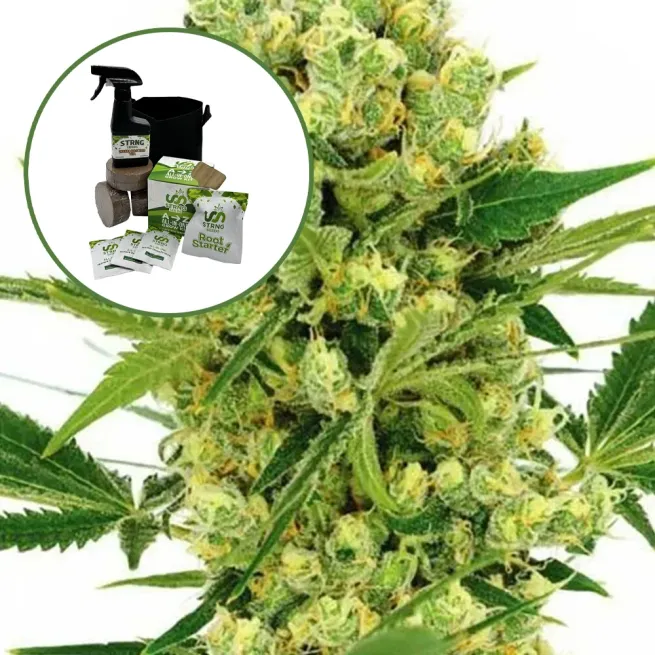 Maui Wowie Auto High Yield Grow Kit