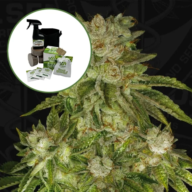 MK Ultra Auto High Yield Grow Kit