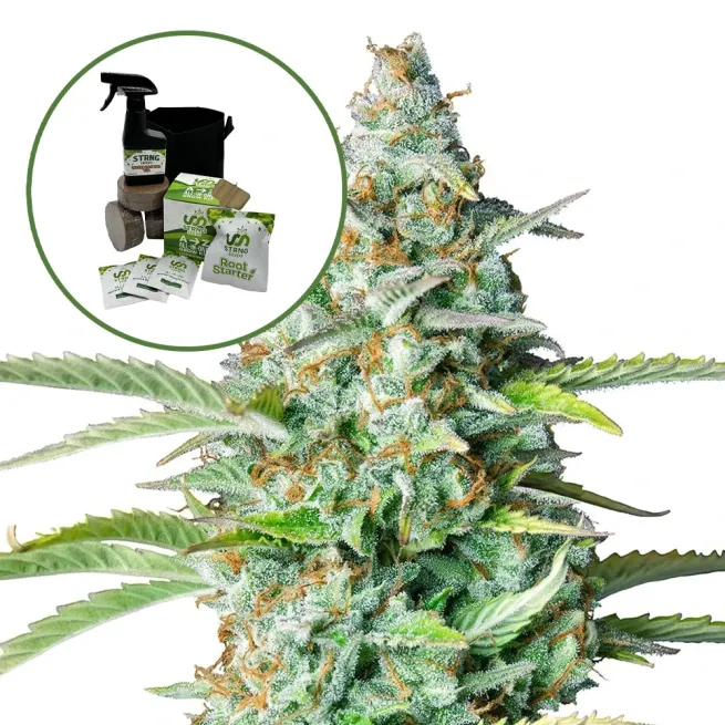 Northern Lights Auto High Yield Grow Kit