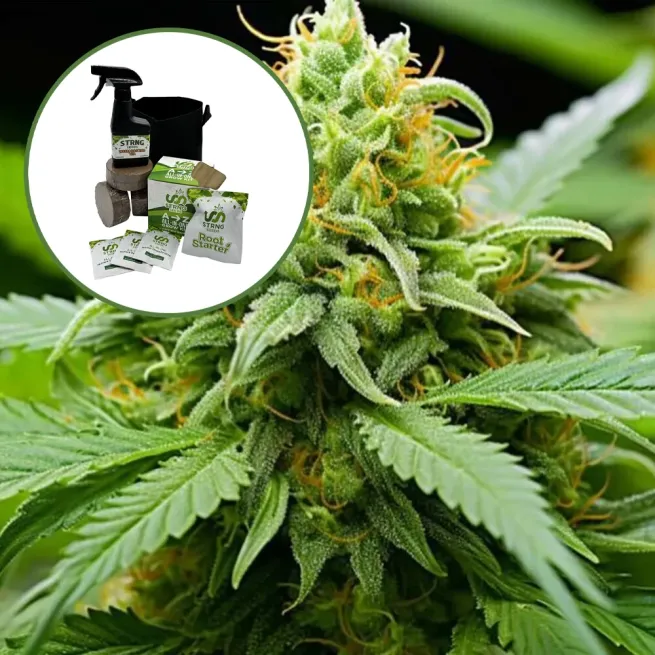 Orange Kush Auto High Yield Grow Kit