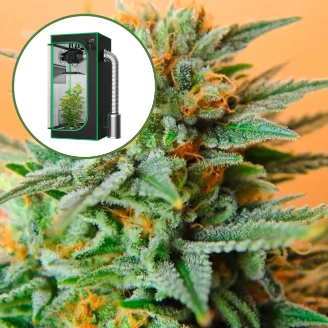 Papaya Kush Auto Platinum Indoor Grow Bundle