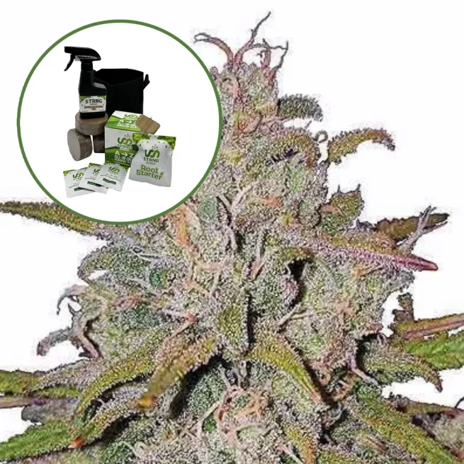Pink Runtz Auto High Yield Grow Kit