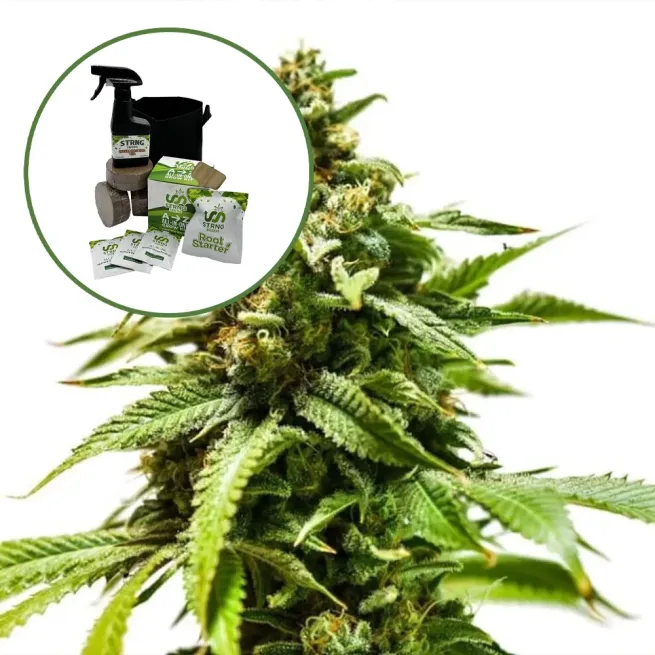 Power Punch Auto High Yield Grow Kit