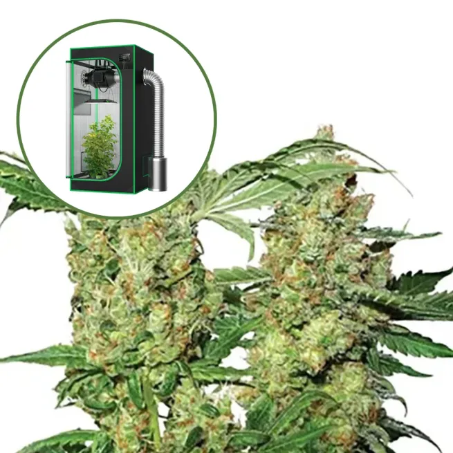 Pure Power OG Auto Platinum Indoor Grow Bundle