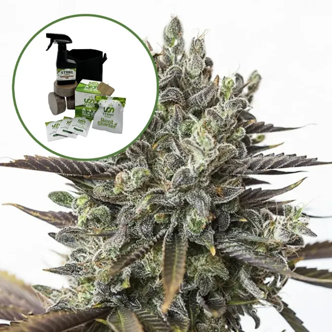 Purple Orange CBD Auto High Yield Grow Kit