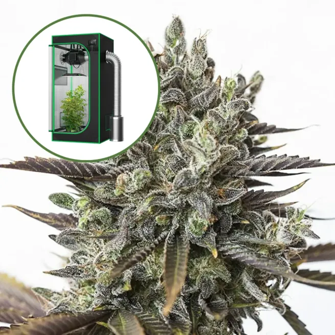 Purple Orange CBD Auto Platinum Indoor Grow Bundle