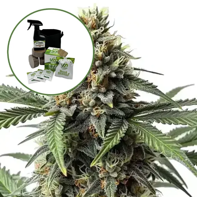 Queen Bee Auto High Yield Grow Kit