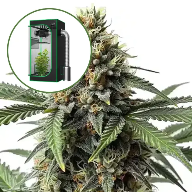 Queen Bee Auto Platinum Indoor Grow Bundle