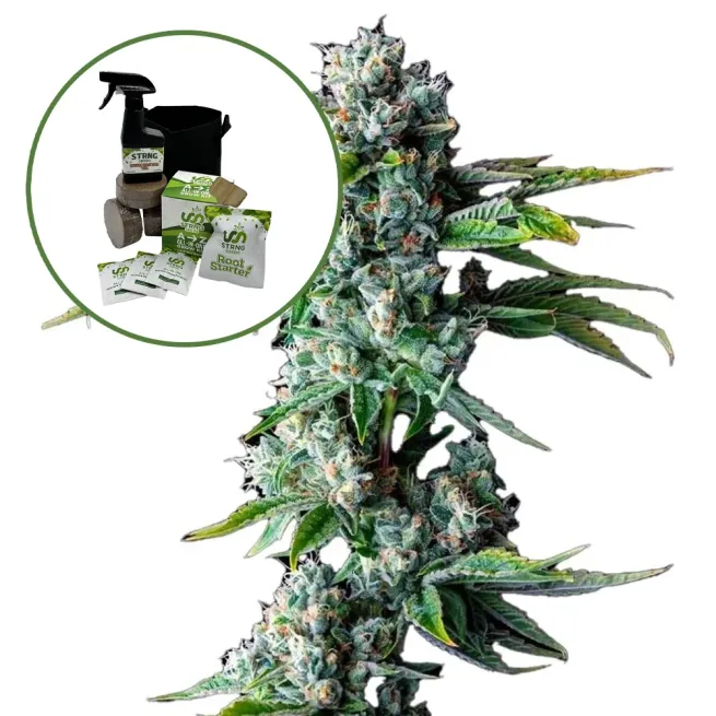 Skywalker OG Auto High Yield Grow Kit