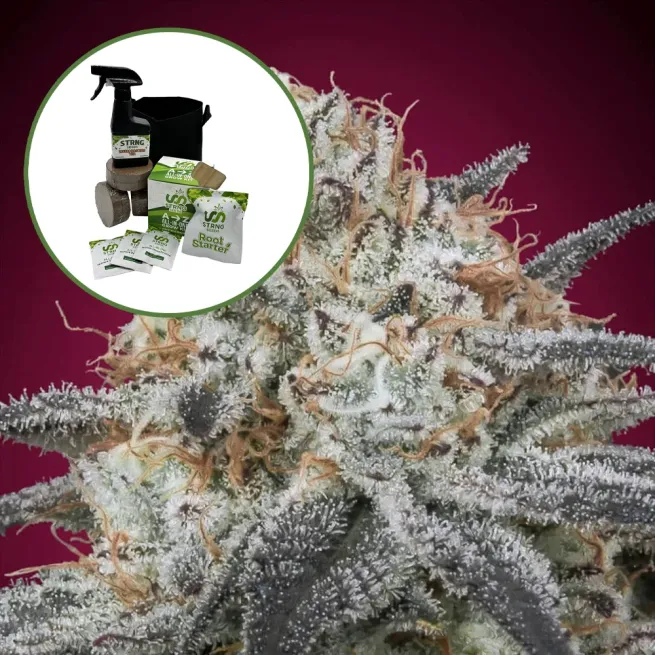 Slurricane Auto High Yield Grow Kit