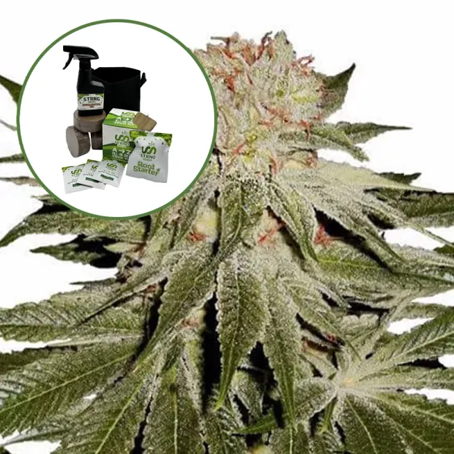 Stardawg Auto High Yield Grow Kit