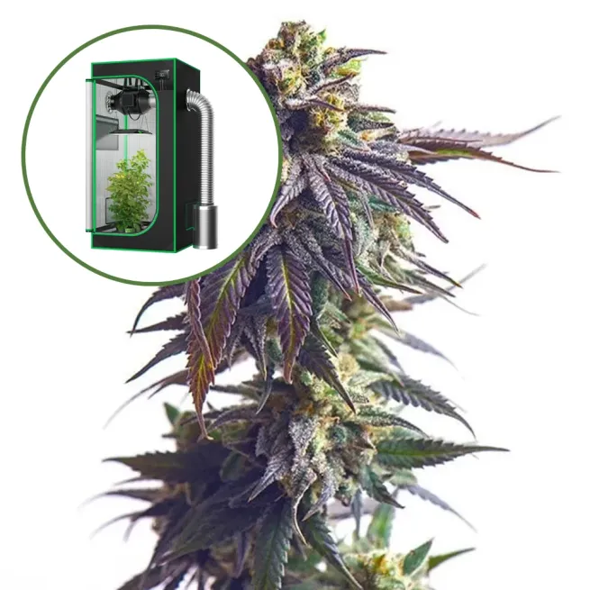 Sundae Driver Auto Platinum Indoor Grow Bundle