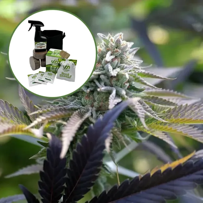 Sunset Sherbet Auto High Yield Grow Kit