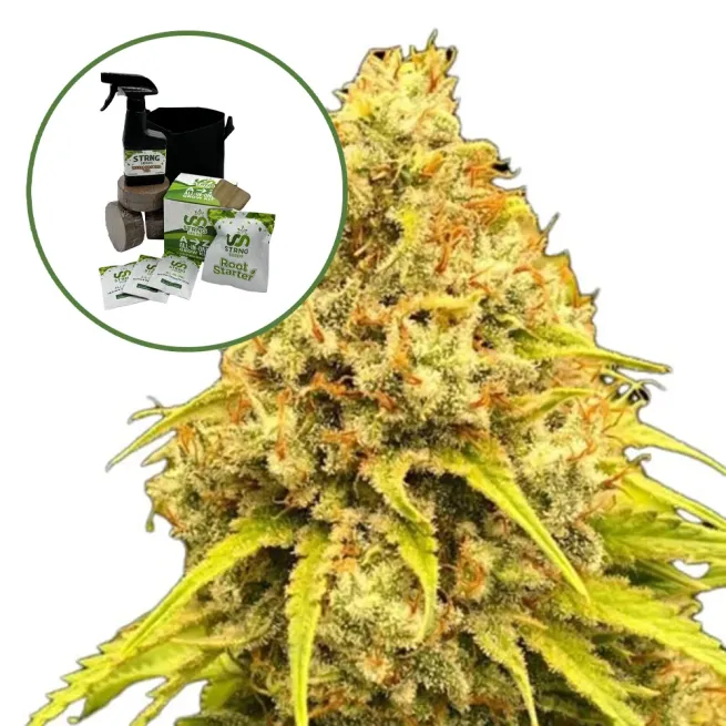 Super Lemon Haze Auto High Yield Grow Kit