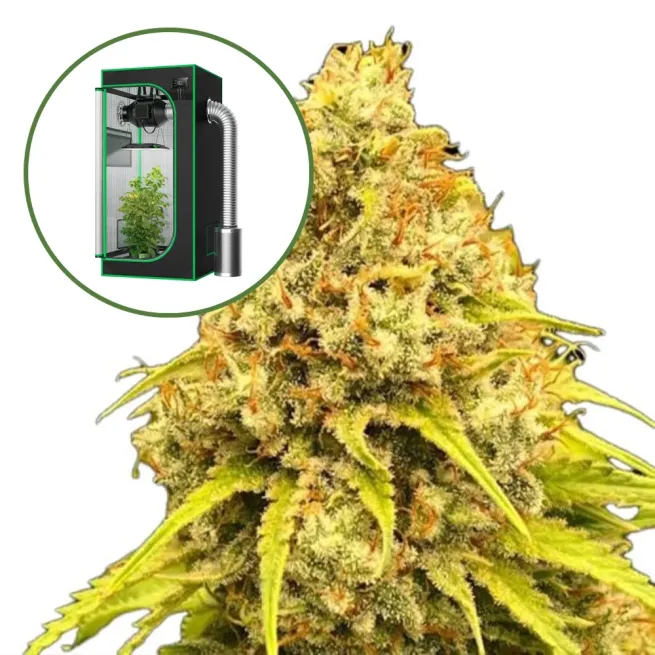 Super Lemon Haze (THCA) Auto Platinum Indoor Grow Bundle