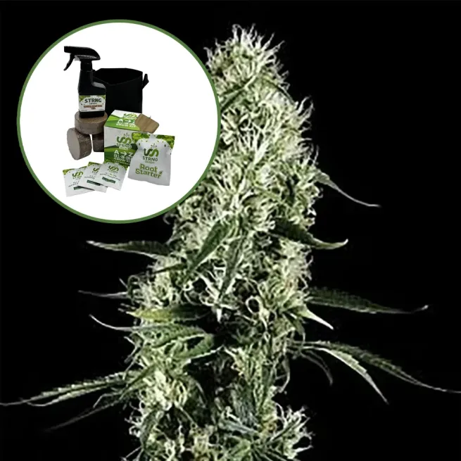 Super Silver Haze Auto High Yield Grow Kit