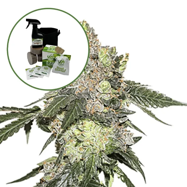 Thin Mint Cookies Auto High Yield Grow Kit