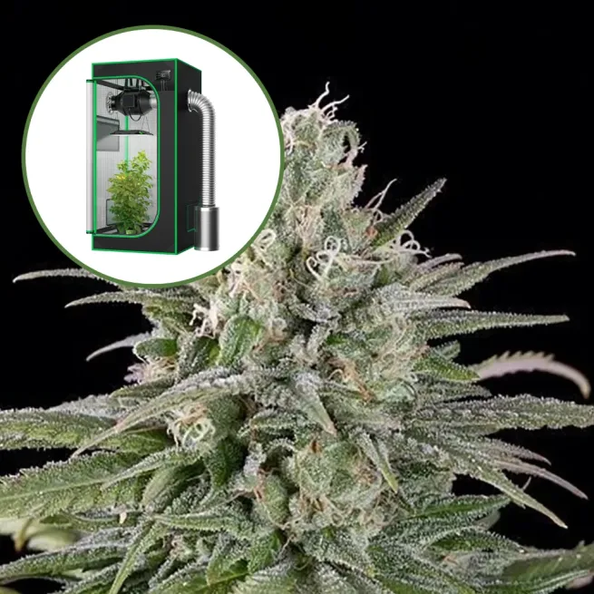 UK Cheese Auto Platinum Indoor Grow Bundle