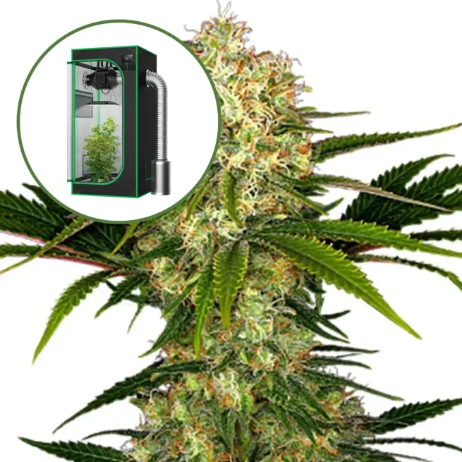 White Ice Auto Platinum Indoor Grow Bundle