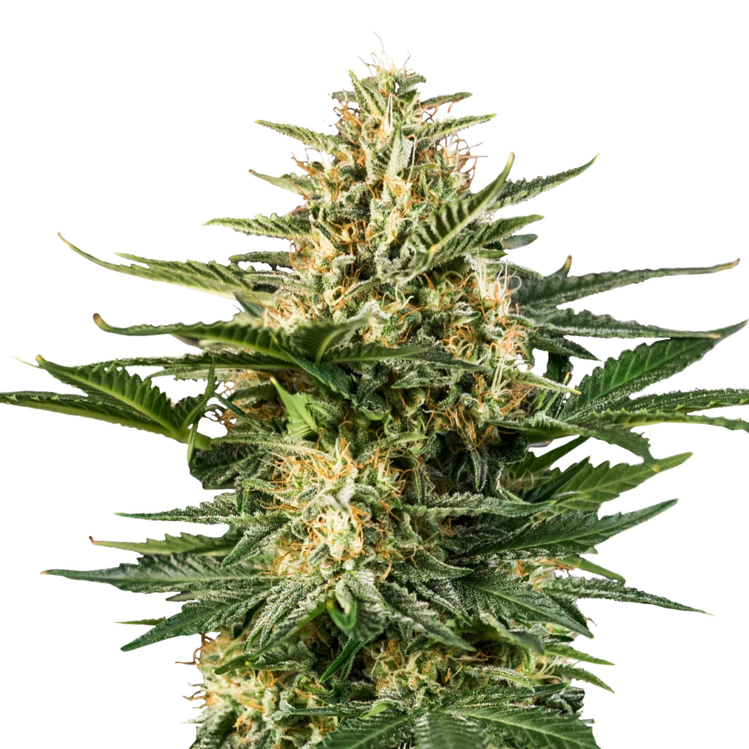 Green Gelato Auto - Image 3