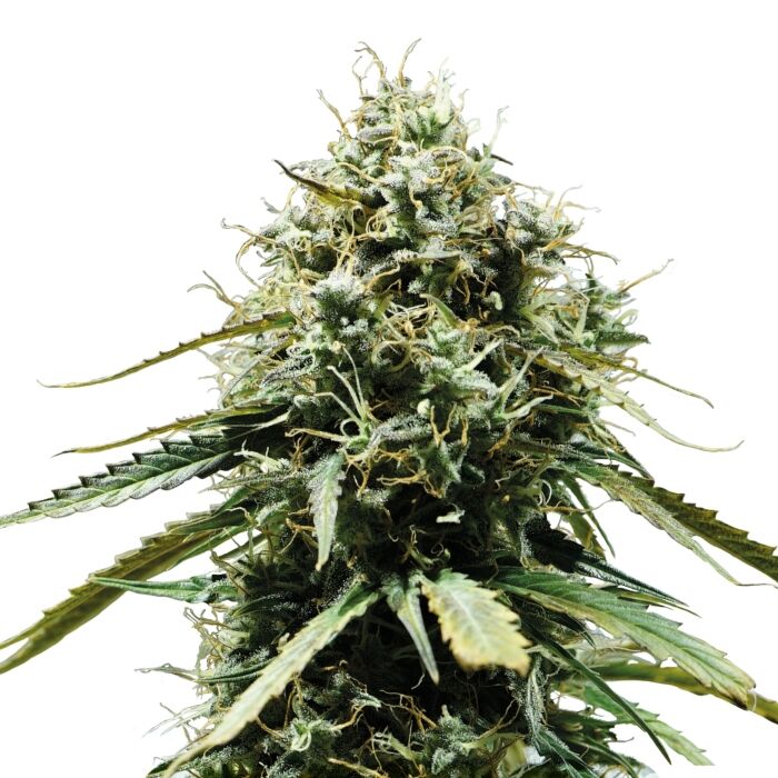 Haze Berry Auto - Image 3