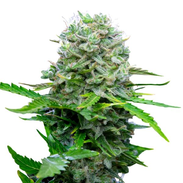 Royal Bluematic Auto - Image 3