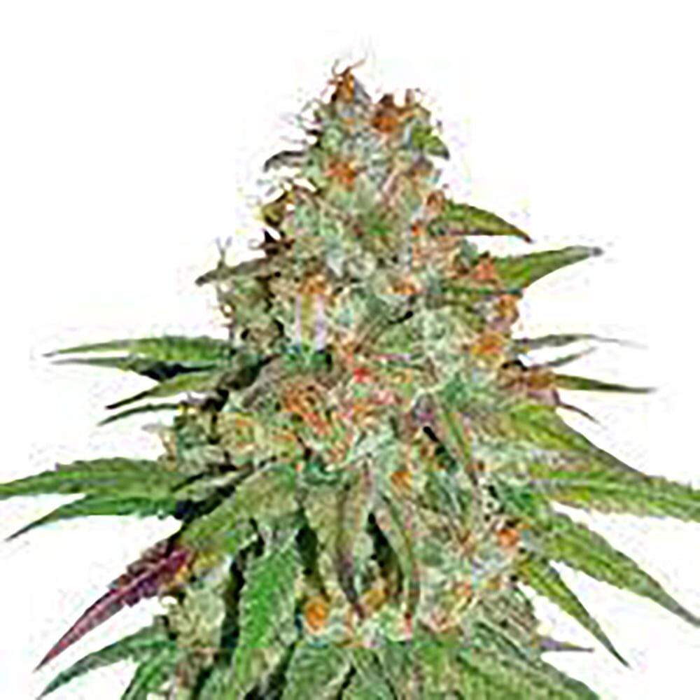 STRNG Seeds – Glueberry OG